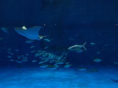 -鹿儿岛水族馆