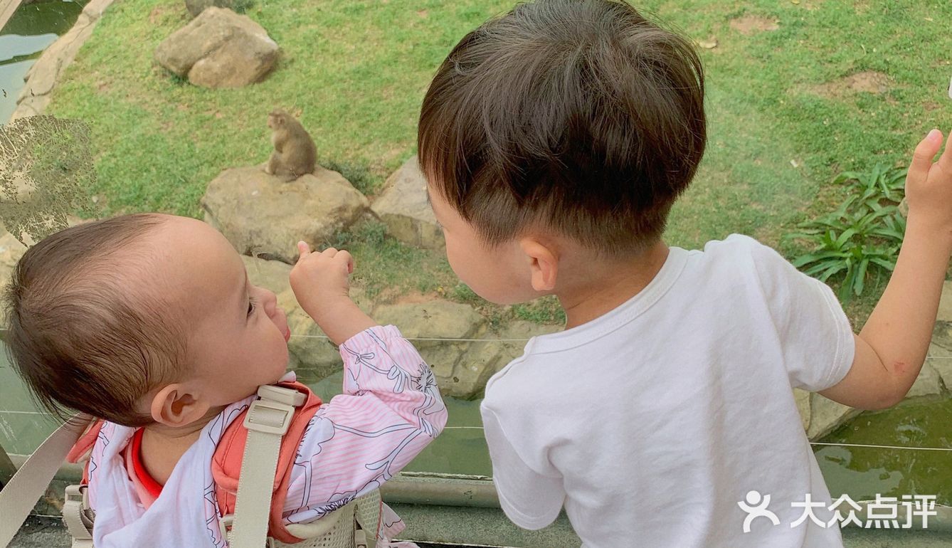 遛娃｜广州动物园20元的快乐
