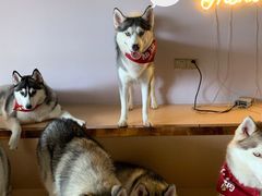 -Husky Go! 哈士奇体验馆·宠物咖啡厅狗咖