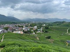 -龙坞茶村