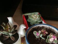 -秦美花卉(天朗·莱茵小城2期店)