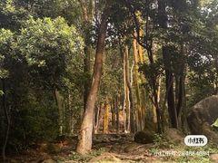 -火炉山森林公园