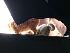 -猫猫幼稚园·撸猫·桌游·电玩