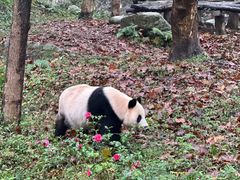 -都江堰中华大熊猫苑