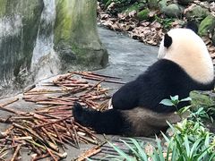 -都江堰中华大熊猫苑
