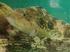 -老虎滩船说·海胆水饺·大连海鲜(老虎滩店)