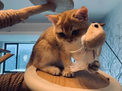 -泰国佛·塔罗·泰牌狐仙古曼