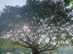 -深圳仙湖植物园-停车场