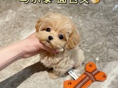 -電力宠物公司(武定路店)