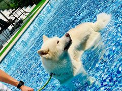 -汪说喵讲宠物乐园宠物酒店(红星美凯龙店)