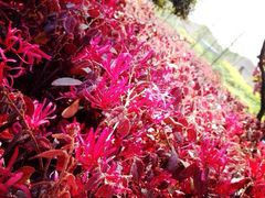 iphone_upload_pic-高东镇樱花园