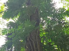 -西双版纳原始森林公园