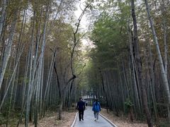 -青龙山国家森林公园
