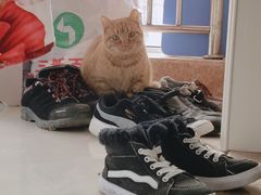 -艾贝尔宠物医院·狂犬免疫点(江山金象城店)