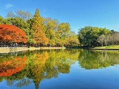 -上海共青森林公园