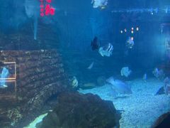 -烟台海昌鲸鲨海洋公园