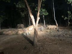 -清迈夜间动物园