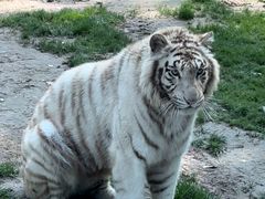 -北京野生动物园