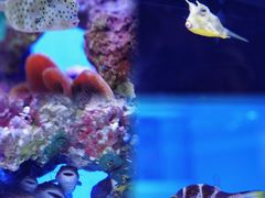 -上海海洋水族馆