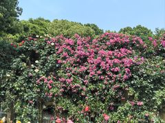 -红梅公园