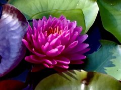 -国家植物园南园