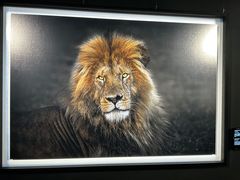 -罗红摄影艺术馆