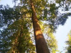 -黄海国家森林公园