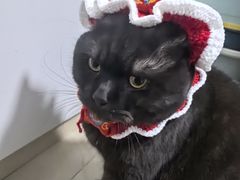 -安安宠医宠物医院·异宠·犬猫内科(岳阳分院)