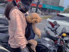 -小呆的宠物店·宠物售卖·宠物寄养(城西店)