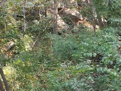 -大岭沟猕猴桃谷风景区