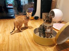 -啵啵喵·猫咖(攀华国际店)