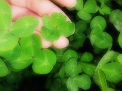 -白鹭湾湿地公园