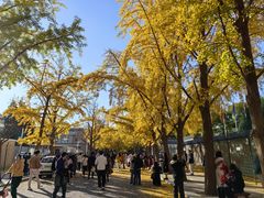 -三里屯东五街银杏大道