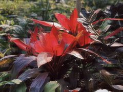 -上海辰山植物园