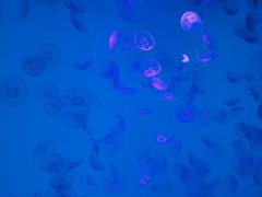 -沈阳海洋探索中心