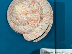 -青岛贝壳博物馆