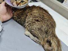 -宠物星动物医院·眼科·异宠·猫科(江南大道总院)