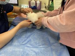 -美联众合动物医院·24h京西诊疗中心