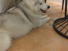 -Let's go狗咖·猫咖·奶狗·桌游(春熙路IFS店)
