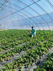 -蓝呗呗蓝莓草莓采摘园(通州区马驹桥店)