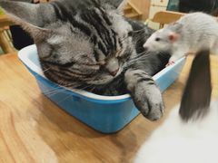 -藦茜花园宠物主题亲子互动体验馆(国顺东路店)