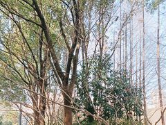 -桐乡植物园