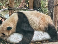 -广州长隆野生动物世界
