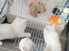 -萌兽医馆·眼科·异宠专科(三里屯店)