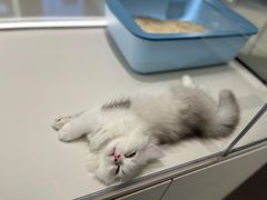 -babydoll猫舍·米努特·德文·缅因(久光中心店)