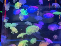 -太平洋海底世界