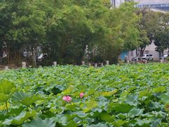 -广西大学(大学东路校区)