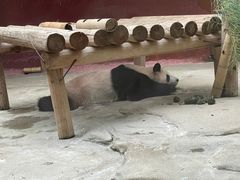 -杭州野生动物世界