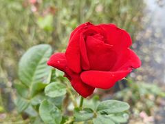 -亚龙湾国际玫瑰谷