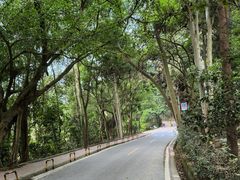 -东莞市大岭山森林公园